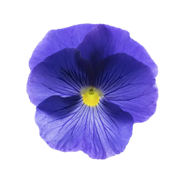 Blauwe pansy bloem bloesem geïsoleerd op witte achtergrond — Stockfoto
