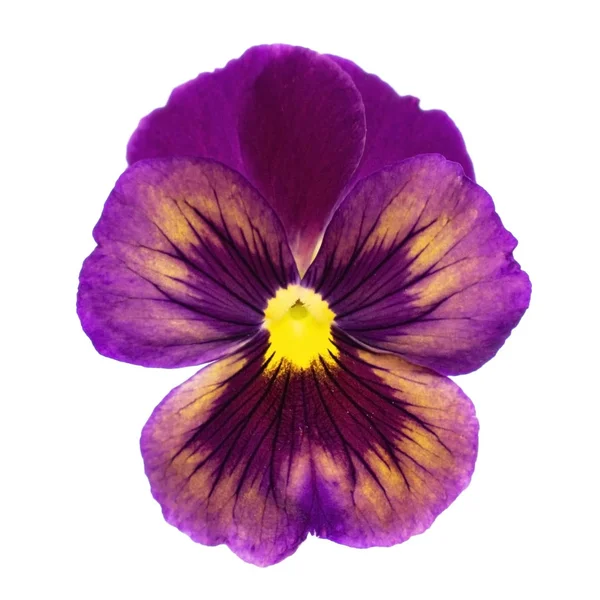 白い背景に分離された紫パンジー花の花 — ストック写真