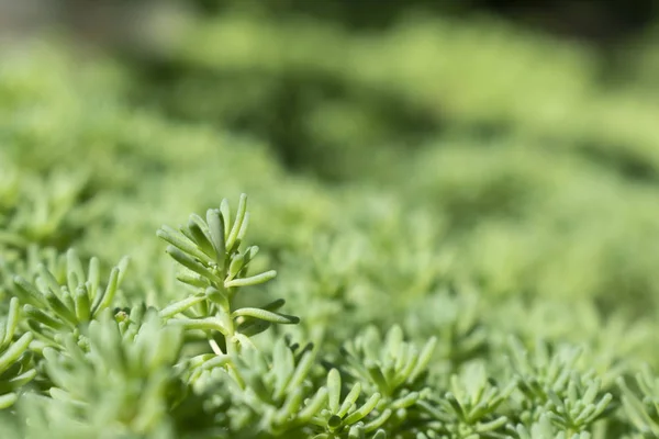 Fond vert avec tige rapprochée de la plante Sedum. Écologie et concept de nature — Photo