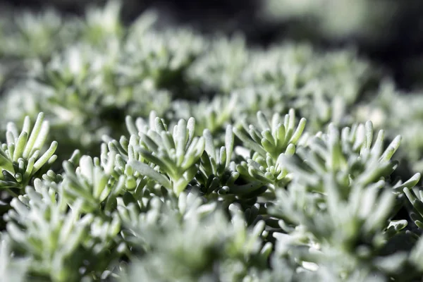 Fondo verde con brote de cerca de Sedum planta. Ecología y concepto de naturaleza — Foto de Stock