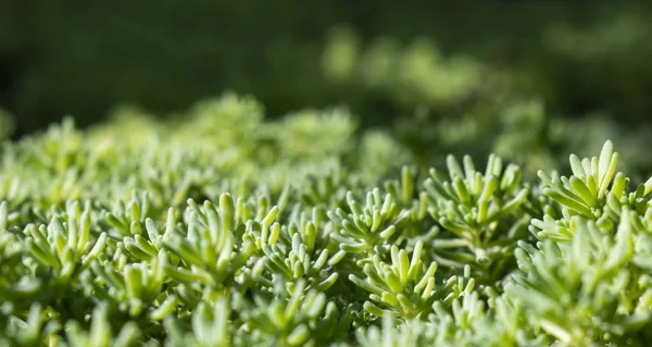 Fondo verde con brote de cerca de Sedum planta. Ecología y concepto de naturaleza — Foto de Stock