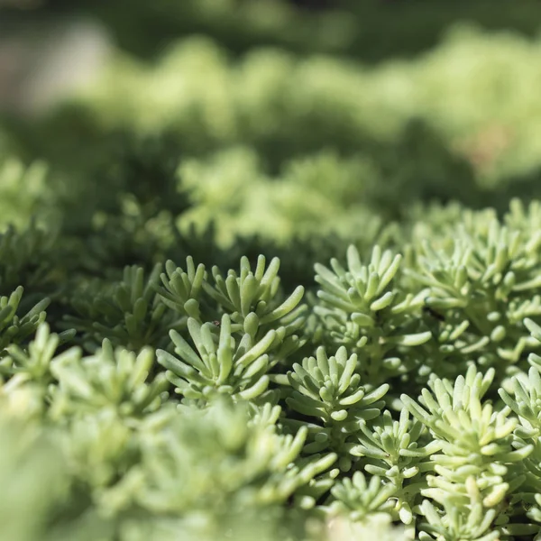Fondo verde con brote de cerca de Sedum planta. Ecología y concepto de naturaleza — Foto de Stock