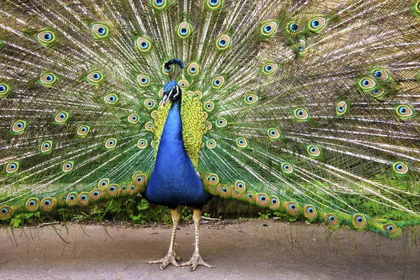 Pavão luffed uma cauda brilhante grande na dança de acasalamento. Vista frontal — Fotografia de Stock