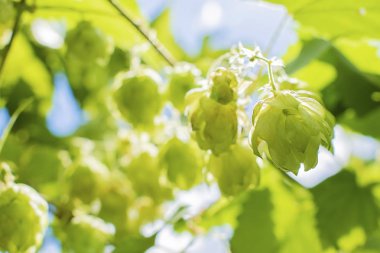 Şerbetçi otu üzerinde büyüyen atlama yeşillik arkadan aydınlatmalı güneş seçici odak tarafından bitki.