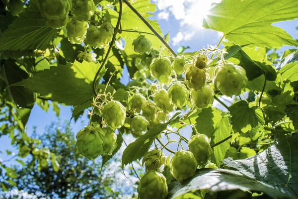 Houblon poussant sur le feuillage de la plante Humulus lupulus rétro-éclairé par le soleil — Photo