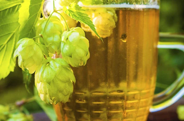 Nahsicht auf Humulus-Hopfenzapfen und ein Glas kaltes Bier im Sommergarten — Stockfoto