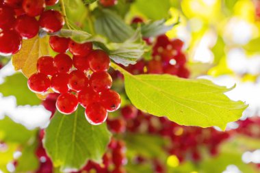 Canlı kırmızı kartopu çilek bahçesinde dalı. yeşil yeşillik arkadan aydınlatmalı güneş tarafından. Doğa kozmetik veya sağlık gıda kavramı