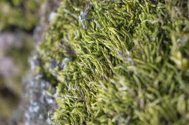 Moss, makro görünümü seçici odak ile kaplı bir kabuk closeup