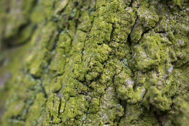 Moss, makro görünümü seçici odak ile kaplı bir kabuk closeup