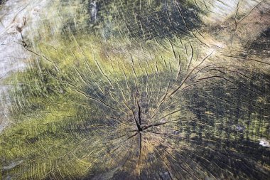 Eski kesilmiş ağaç kökenli. Ahşap doku arka plan