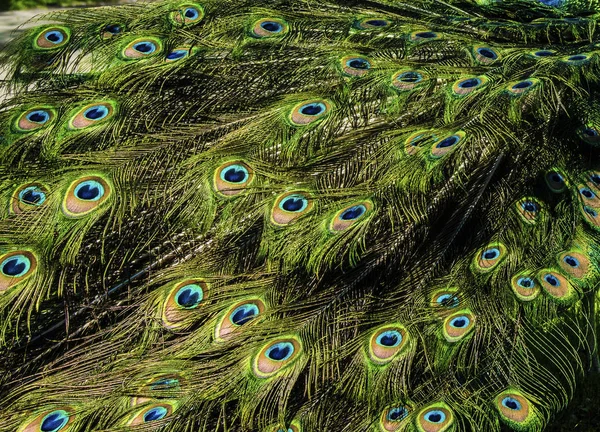 Belo padrão de penas coloridas cauda de pavão — Fotografia de Stock