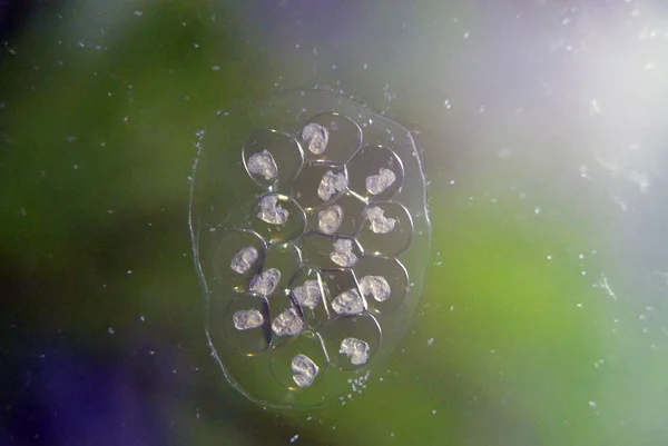 Huevos de caracol Ramshorn sobre vidrio en el acuario — Foto de Stock