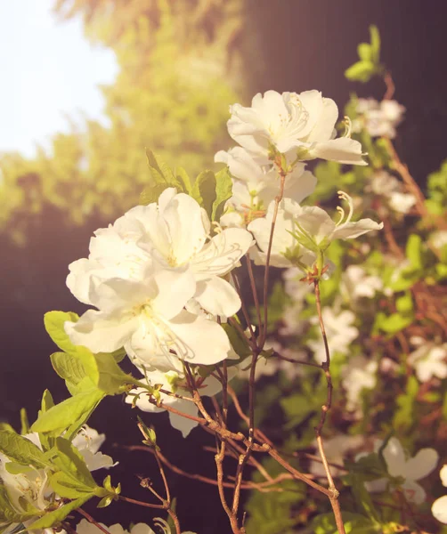 Vackra Vita Blommor Blommar Trädgård — Stockfoto