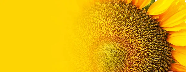 Ayçiçeği kapatın. Yaz arka plan.