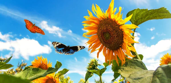 Güzel güneş ve mavi gökyüzü ile ayçiçeği.