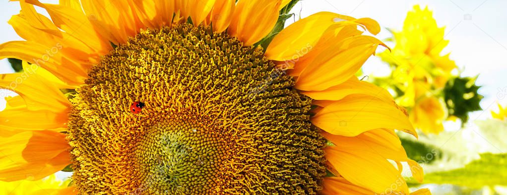Sunflower close up. Summer background.