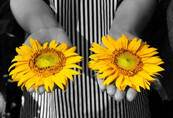 Girl Holds Sunflowers Hand — Stock Photo, Image