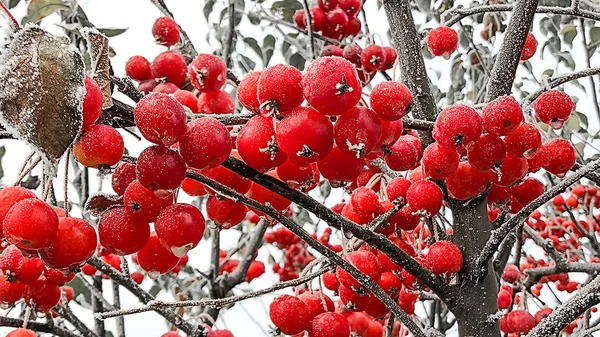 Les Baies Rouges Congelées Sur Arbre — Photo