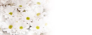 camomiles beyaz bir arka plan üzerinde buket.