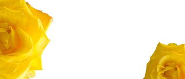 Beyaz arkaplanda sarı güller.