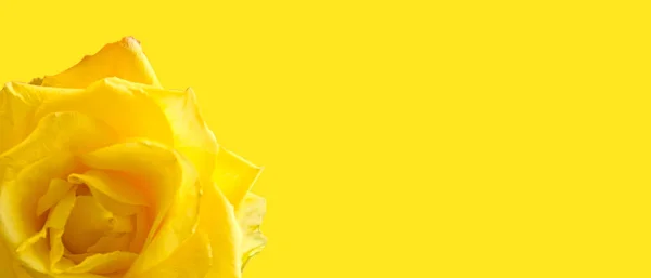 Yellow Rose Yellow Background — Stock Photo, Image