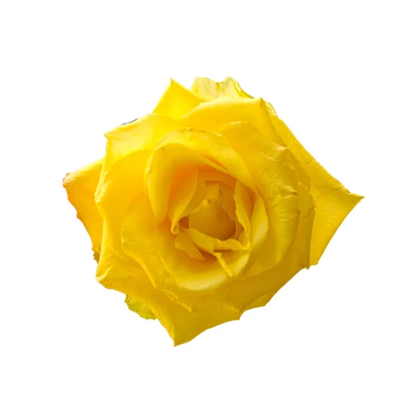 Yellow Roses White Background — Stock Photo, Image