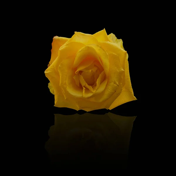 Yellow Rose Black Background — Stock Photo, Image