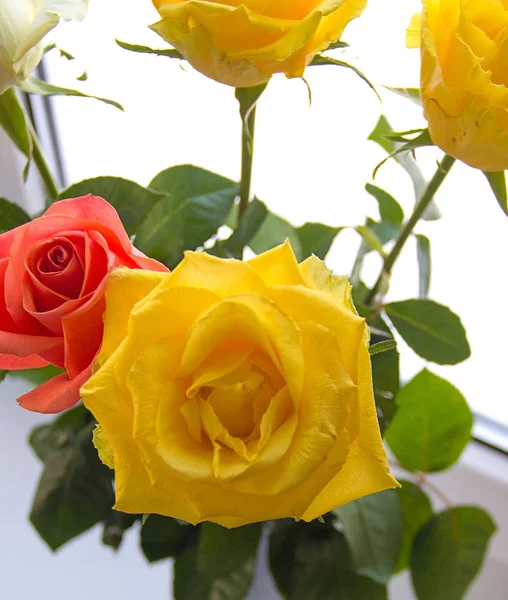 Beautiful Fresh Roses Close — Stock Photo, Image