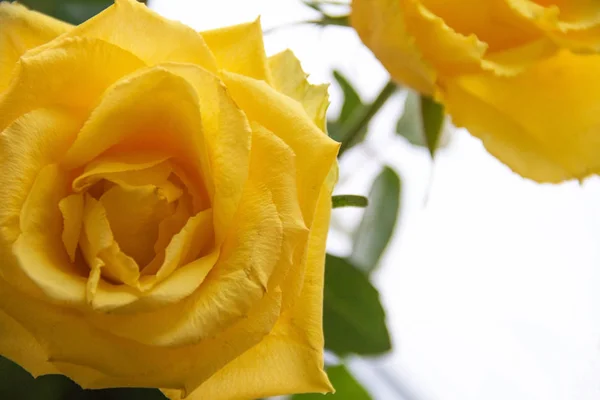 Yellow Roses White Background Close — Stock Photo, Image