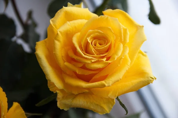 Beautiful Fresh Roses Close — Stock Photo, Image