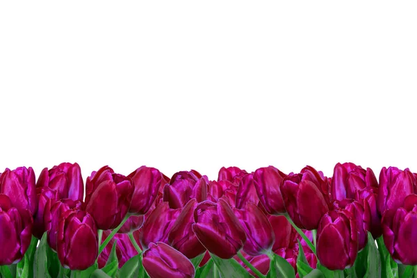 Fioletowe Tulipany Białym Tle — Zdjęcie stockowe