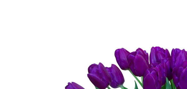 Tulipanes Violetas Sobre Fondo Blanco Imágenes de stock libres de derechos