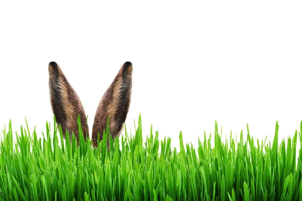 Tavşan Kulaklar Paskalya Kartı Stok Resim