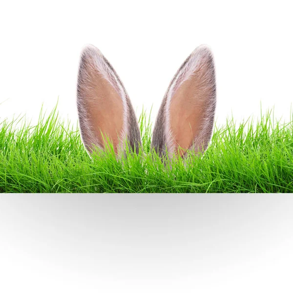 Hare Ears Easter Card Royalty Free Stock Photos