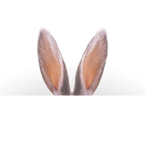 Заєць Вуха Великодня Листівка — стокове фото