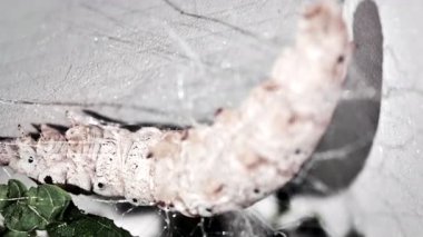 İpek böceği Koza örüyor