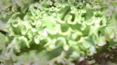 Kameranın önünden kıvırcık marul geçiyor. Lactuca sativa