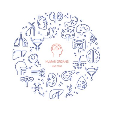 İnsan organlarının doğrusal vektör simgelerinin dairesel şablonu.