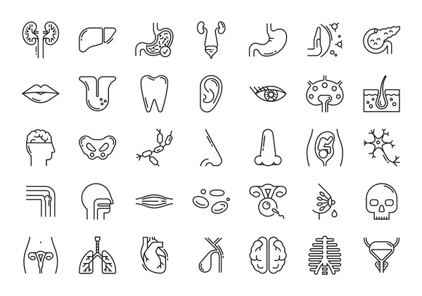 Large set of linear vector icons of human organs. — Stock Vector