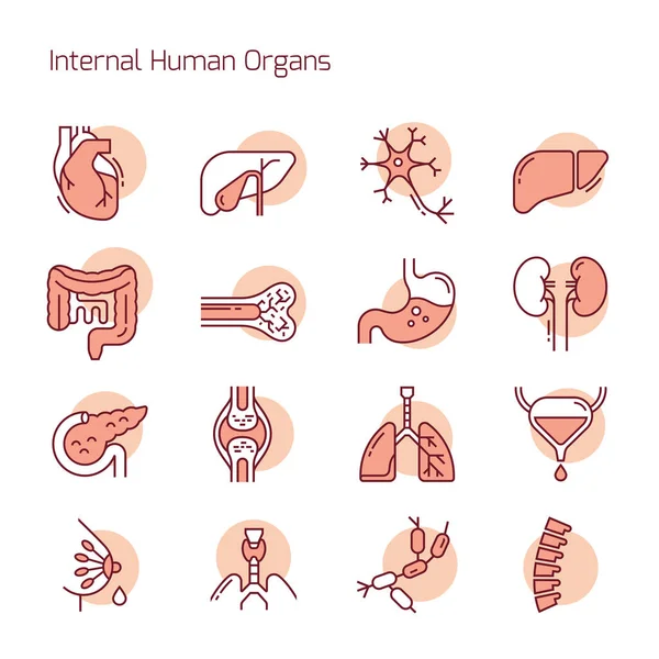 Set of color linear vector icons of human organs. — Stock Vector