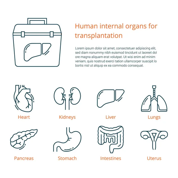 Большой набор линейных векторных икон внутренних органов человека для трансплантации с местом для текста — стоковый вектор