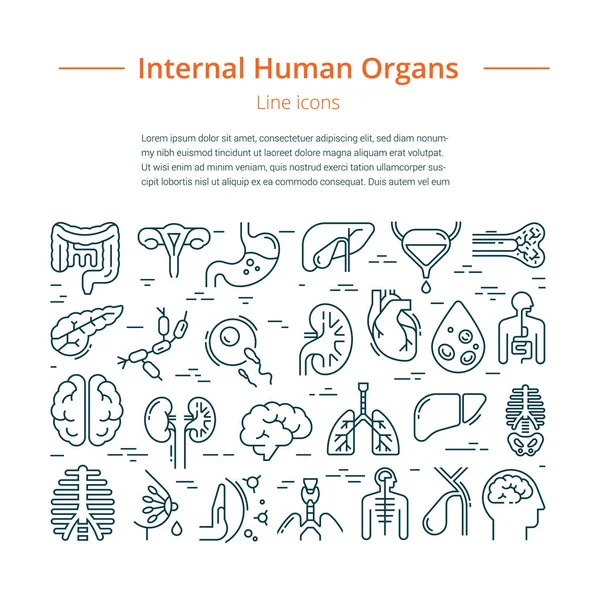 Large set of linear vector icons of human internal organs with a place for text. — Stock Vector