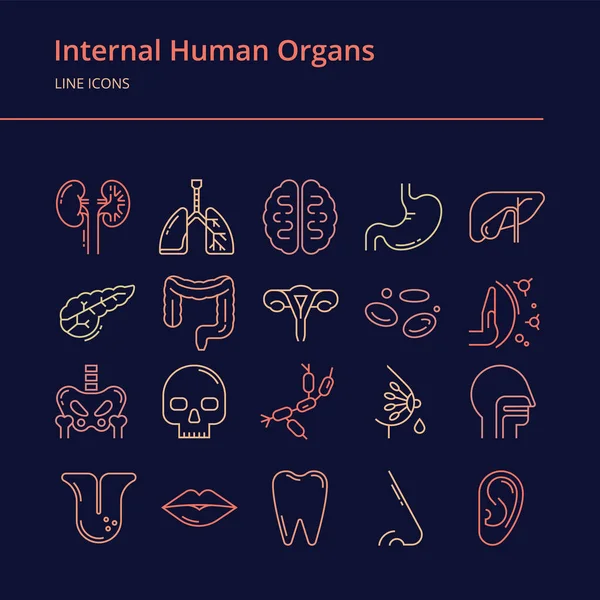 Conjunto de vectores lineales iconos coloridos de órganos internos humanos . — Archivo Imágenes Vectoriales