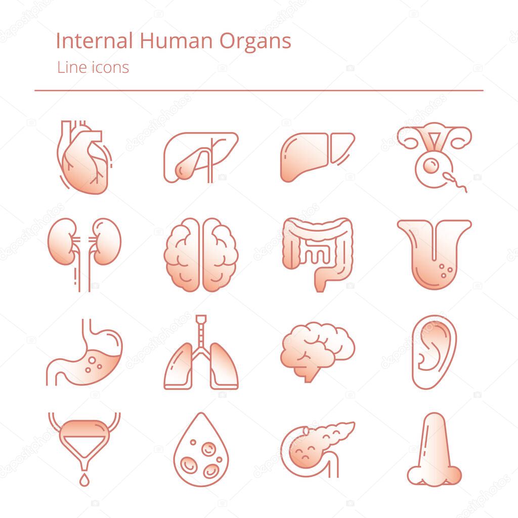 Set of color linear vector icons of human organs with shading gradients.