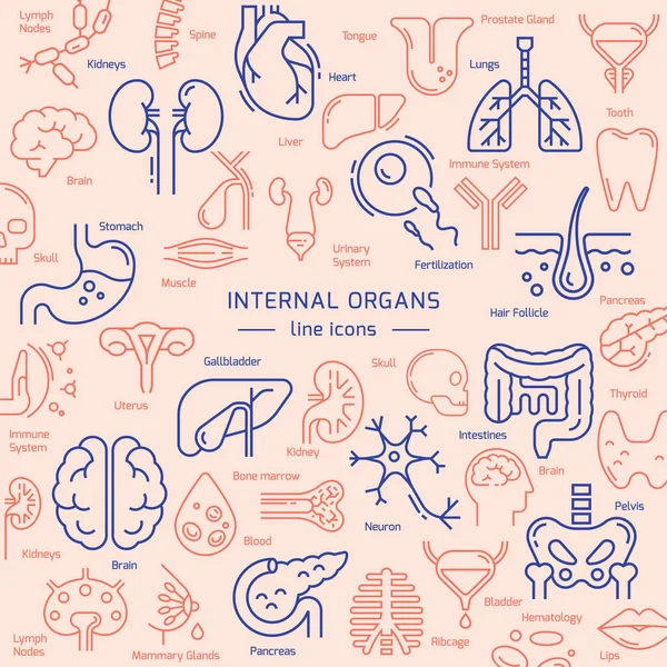 Vector medical theme pattern consisting of colored linear icons of internal human organs with names — Stock Vector