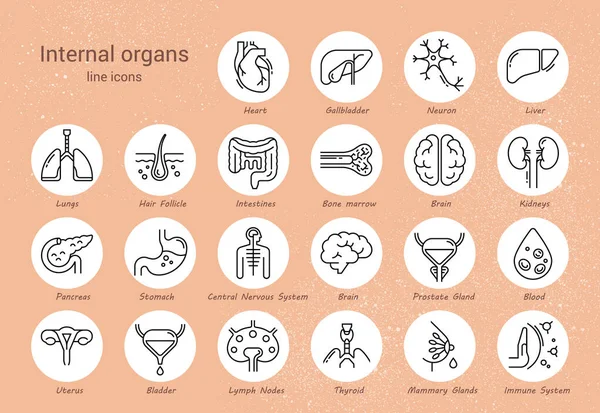 Grande conjunto de ícones vetoriais lineares de órgãos humanos com assinaturas . —  Vetores de Stock