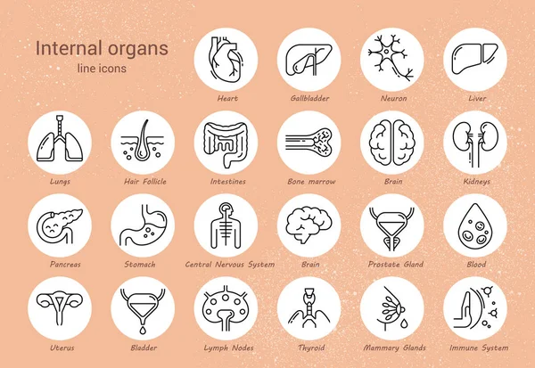 Grand ensemble d'icônes vectorielles linéaires d'organes humains avec signatures . — Image vectorielle