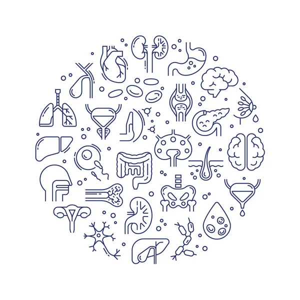 Circulaire template van lineaire vectoriconen van menselijke organen en skelet. — Stockvector