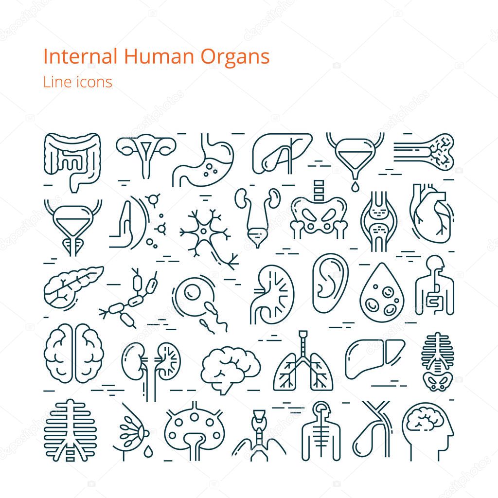 Large set of linear vector icons of human internal organs.