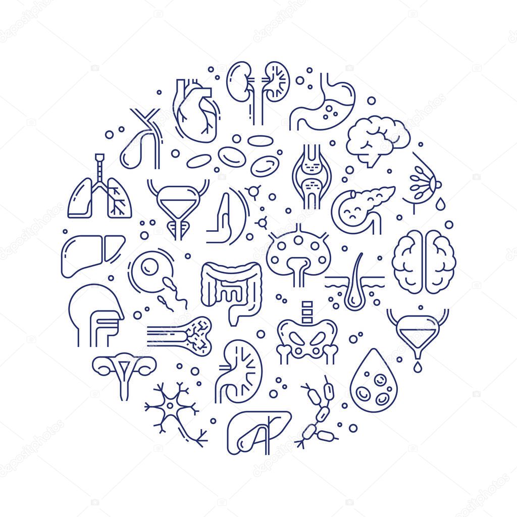 Circular template of linear vector icons of human organs and skeleton.